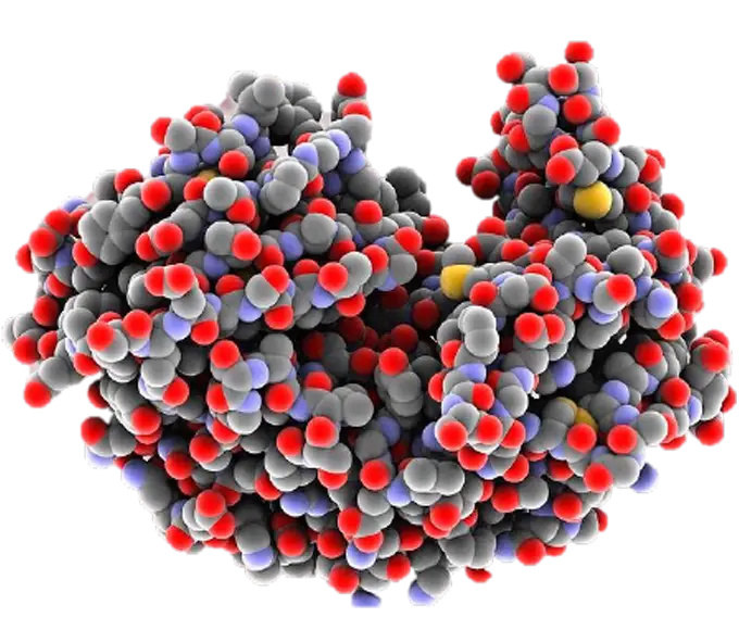 enzymes.webp